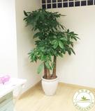 多干发财树 多干发财树